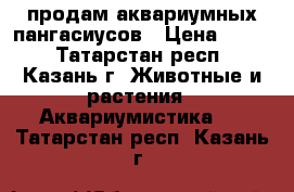 продам аквариумных пангасиусов › Цена ­ 800 - Татарстан респ., Казань г. Животные и растения » Аквариумистика   . Татарстан респ.,Казань г.